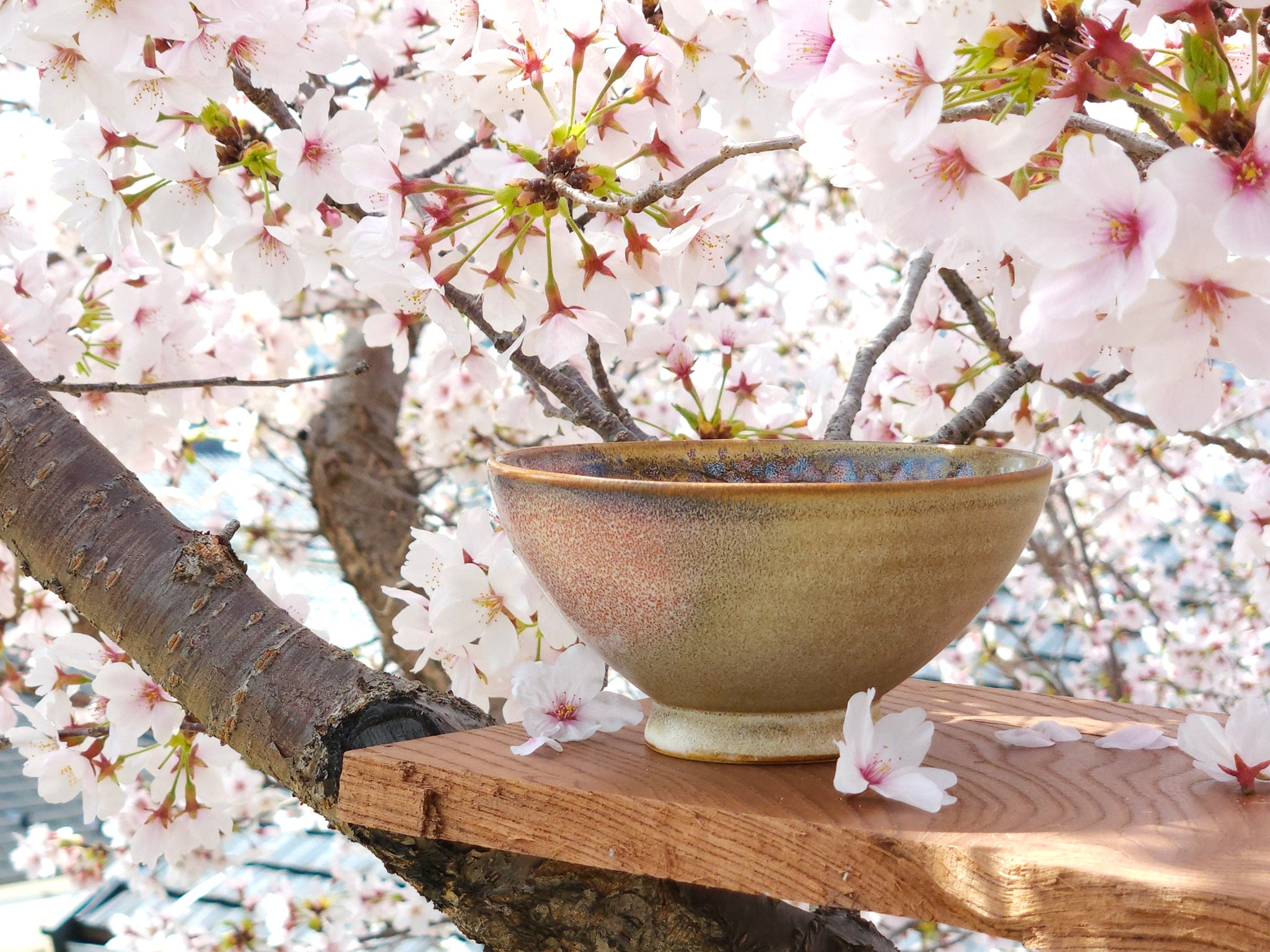 A Japanese Ceramic sakura bowl under cherry blossoms. Tsukushi