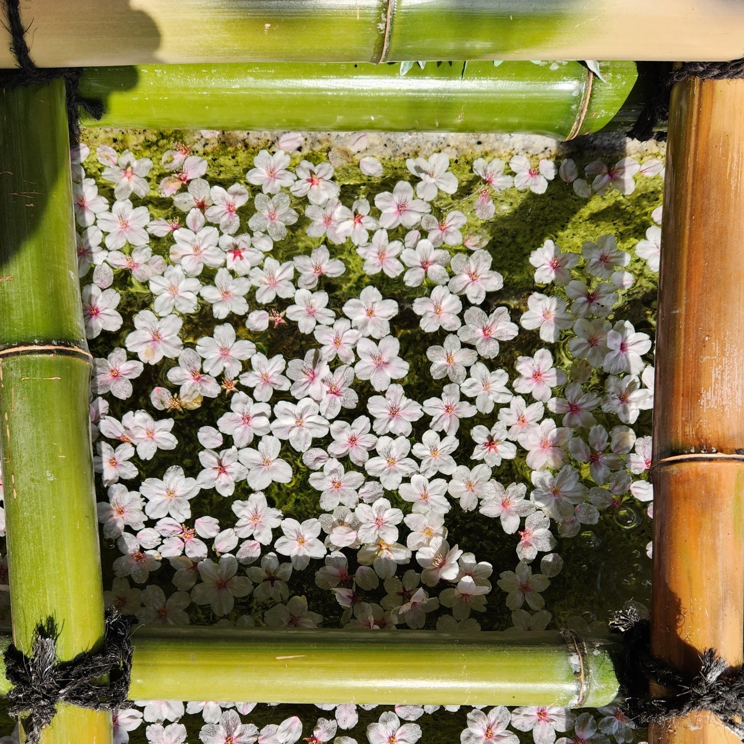 Sakura in water pond. Tsukushi
